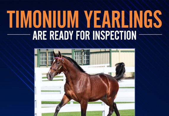 Timonium Yearlings